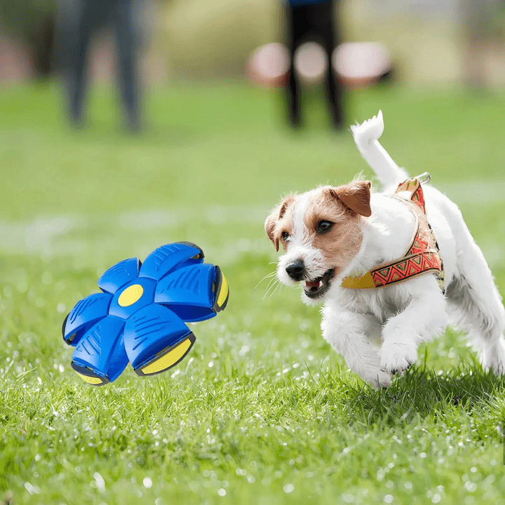 Interactive Flying Dog Toy
